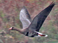 Russian White-fronted Goose